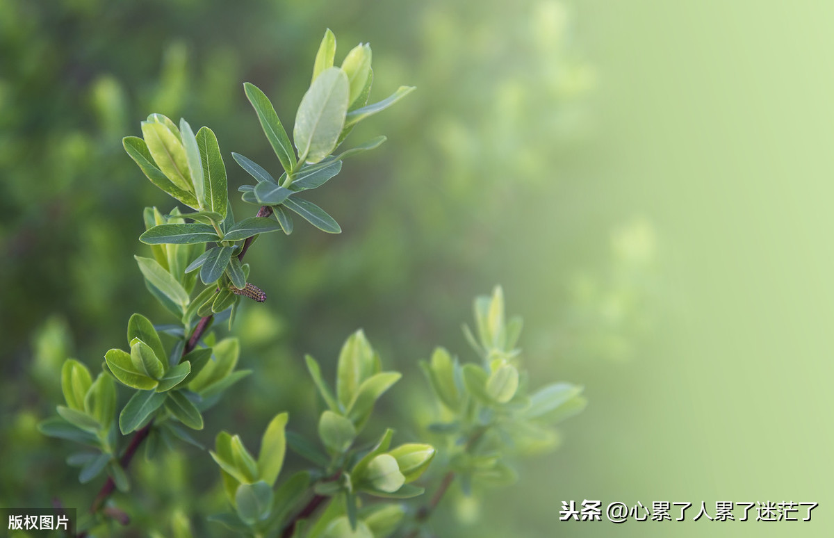 年轻真好的经典句子（经典名句语句赏析）
