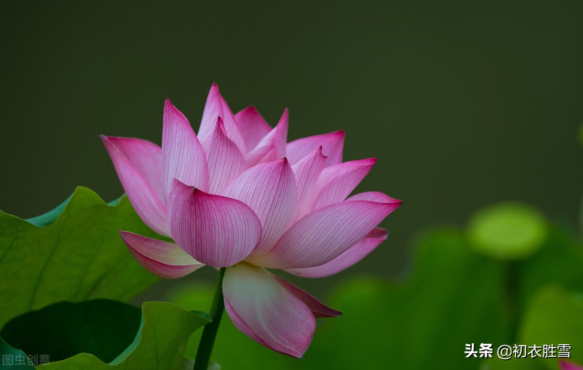 描写莲花的诗句（中国最美的荷花诗句）