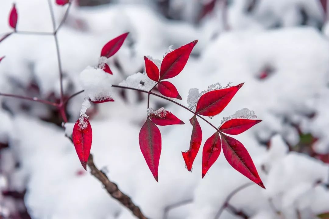关于描写雪的句子有哪些（赞美雪景的诗句赏析）