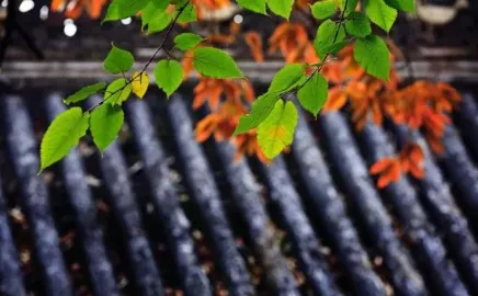 形容喝酒的诗词（形容喝酒尽兴的诗句）