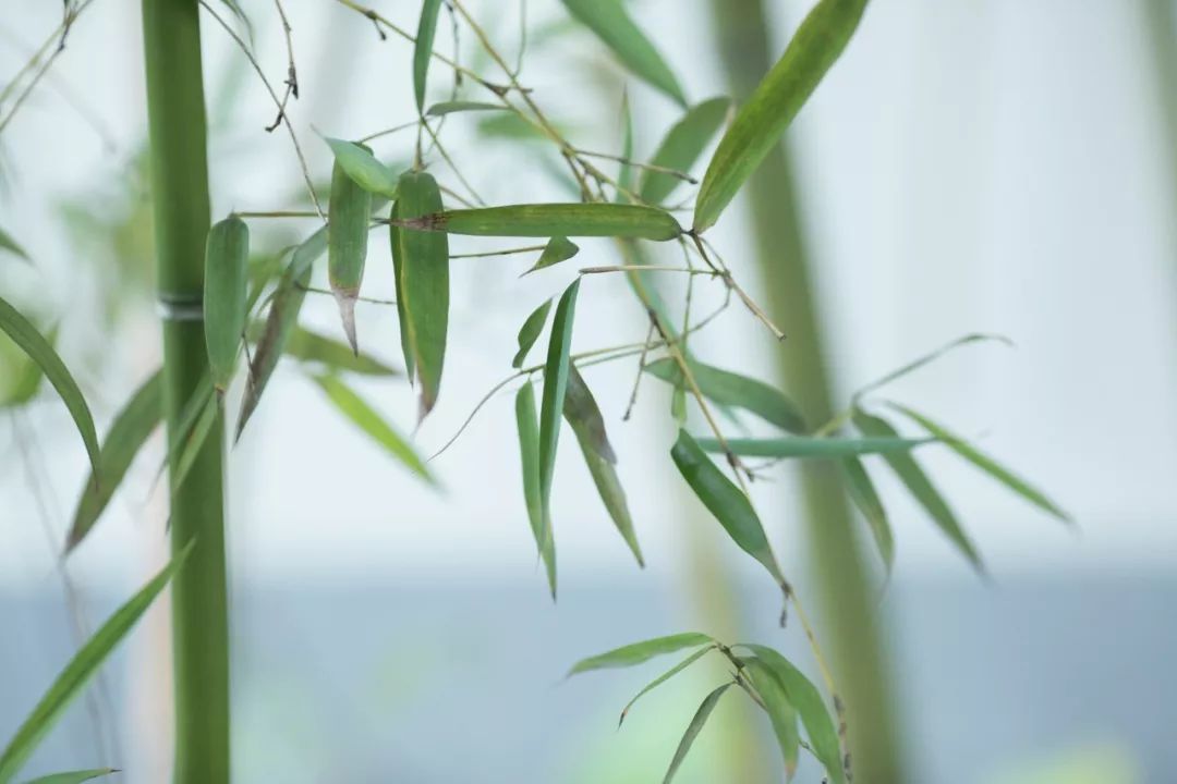 描写竹子的优美句子(赞美竹子的古诗词大全）
