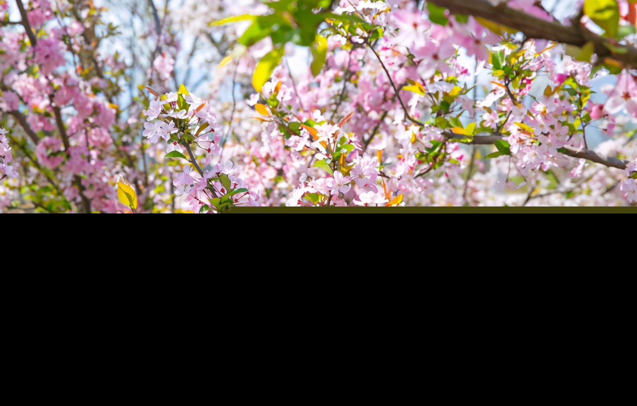 赞美海棠花的优美句子（描写海棠花的唯美语录）