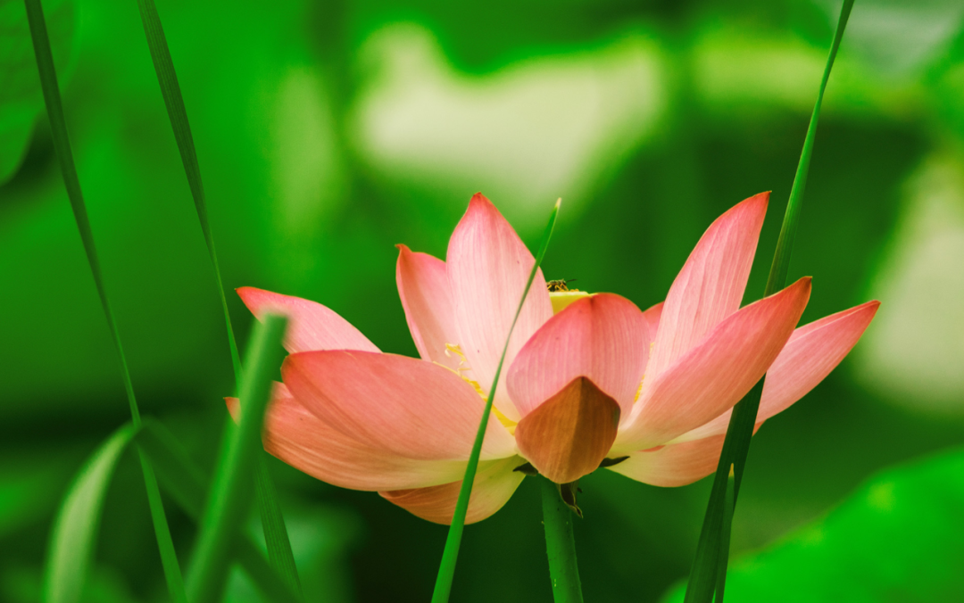 莲花的诗句古诗大全（赞美莲花的诗句古诗）