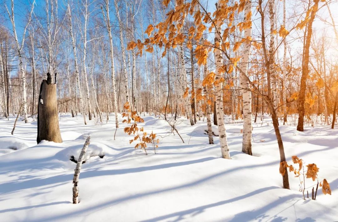 关于描写雪的句子有哪些（赞美雪景的诗句赏析）