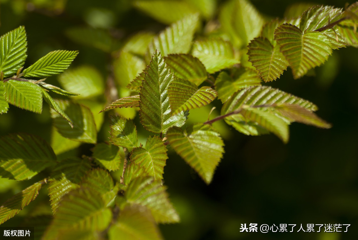 关于眼睛的唯美句子（形容眼睛很迷人的古诗）