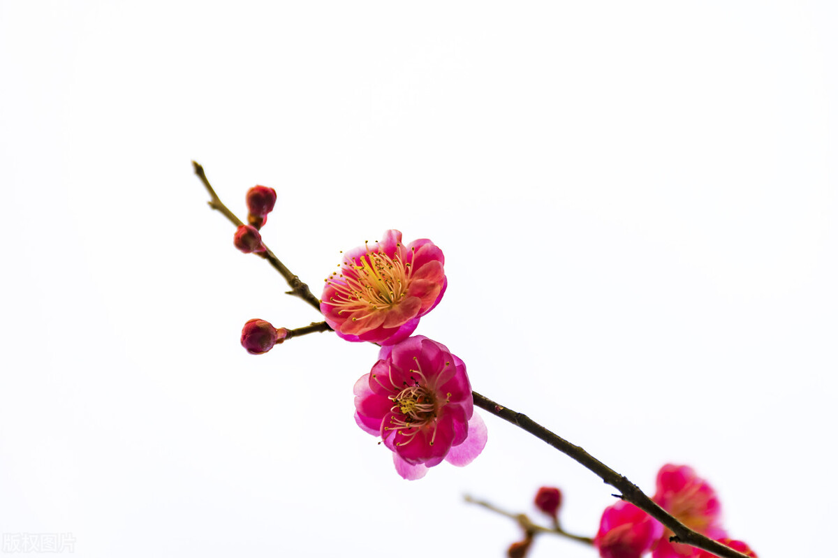 好听的词牌名和曲牌名（分享常见的词牌名）