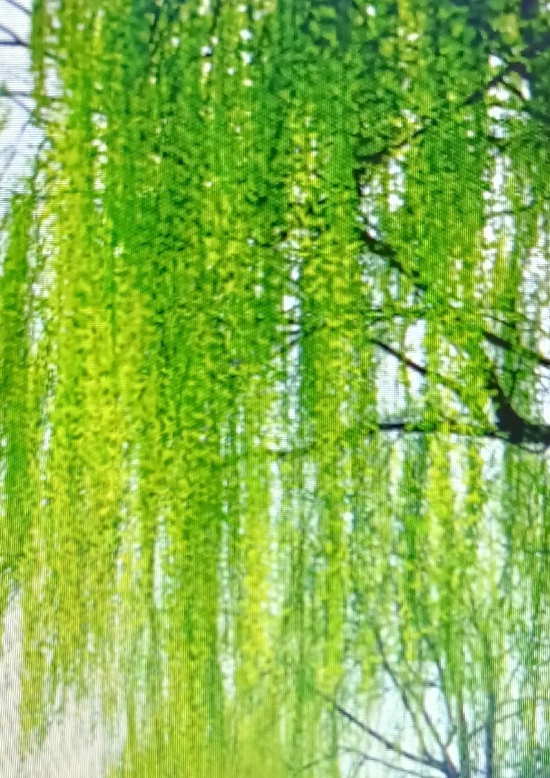 折柳送别的诗句（有关折柳送别的古诗词）