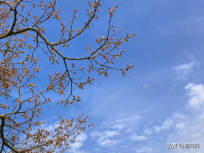 描写夏天的句子唯美（描写春天唯美意境的句子）