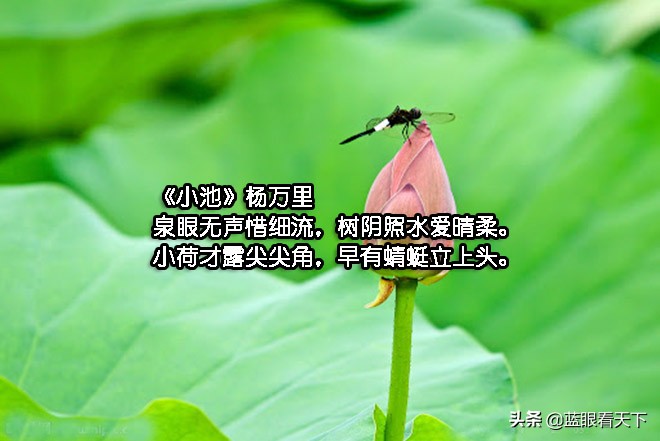 写夏天的诗句古诗（描写夏天的古诗10首）