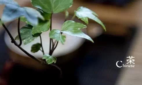 描写茶的诗词名句有哪些（有关茶的15首唯美古诗）