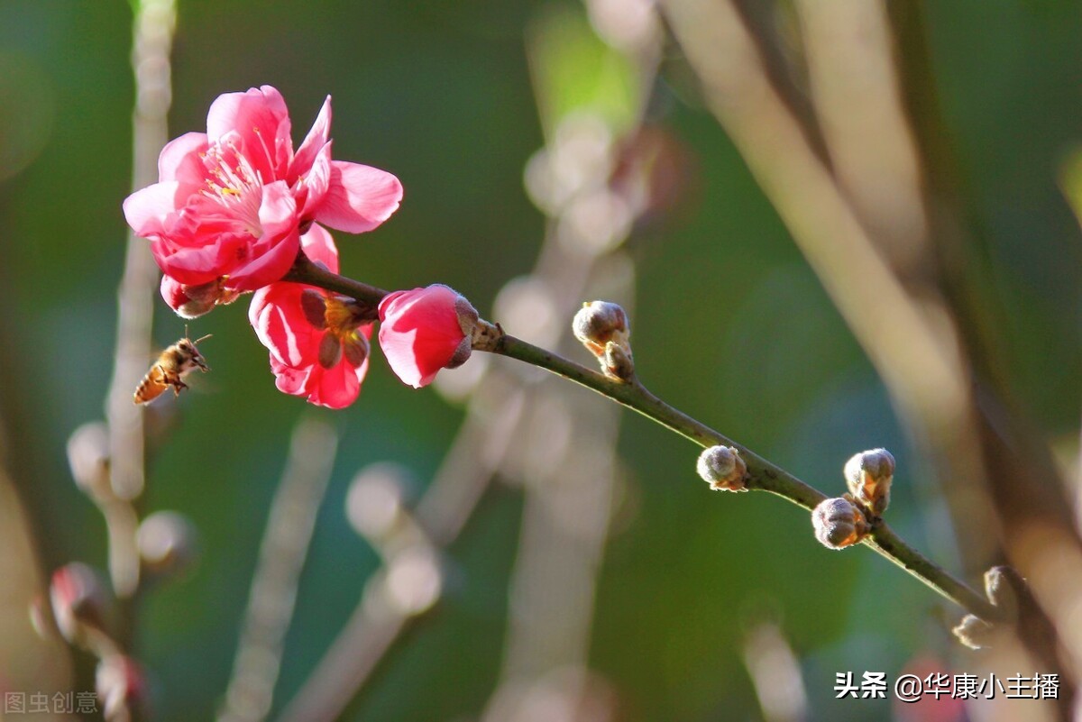 古诗春晓的诗意及注释（唐诗春晓的诗意）