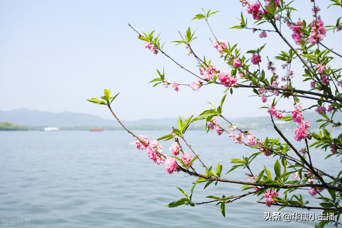 古诗春晓的诗意及注释（唐诗春晓的诗意）