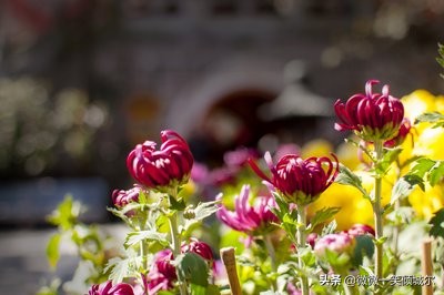 抖音励志阳光简短英语句子（适合抄写的英语美文）