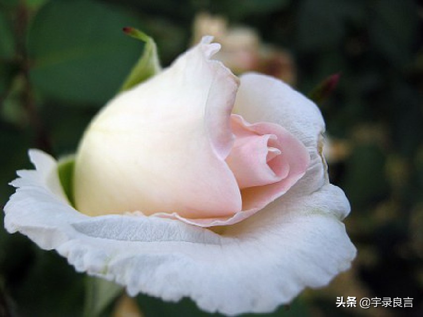 抖音人生如戏的经典短句（人生如戏的经典语录）