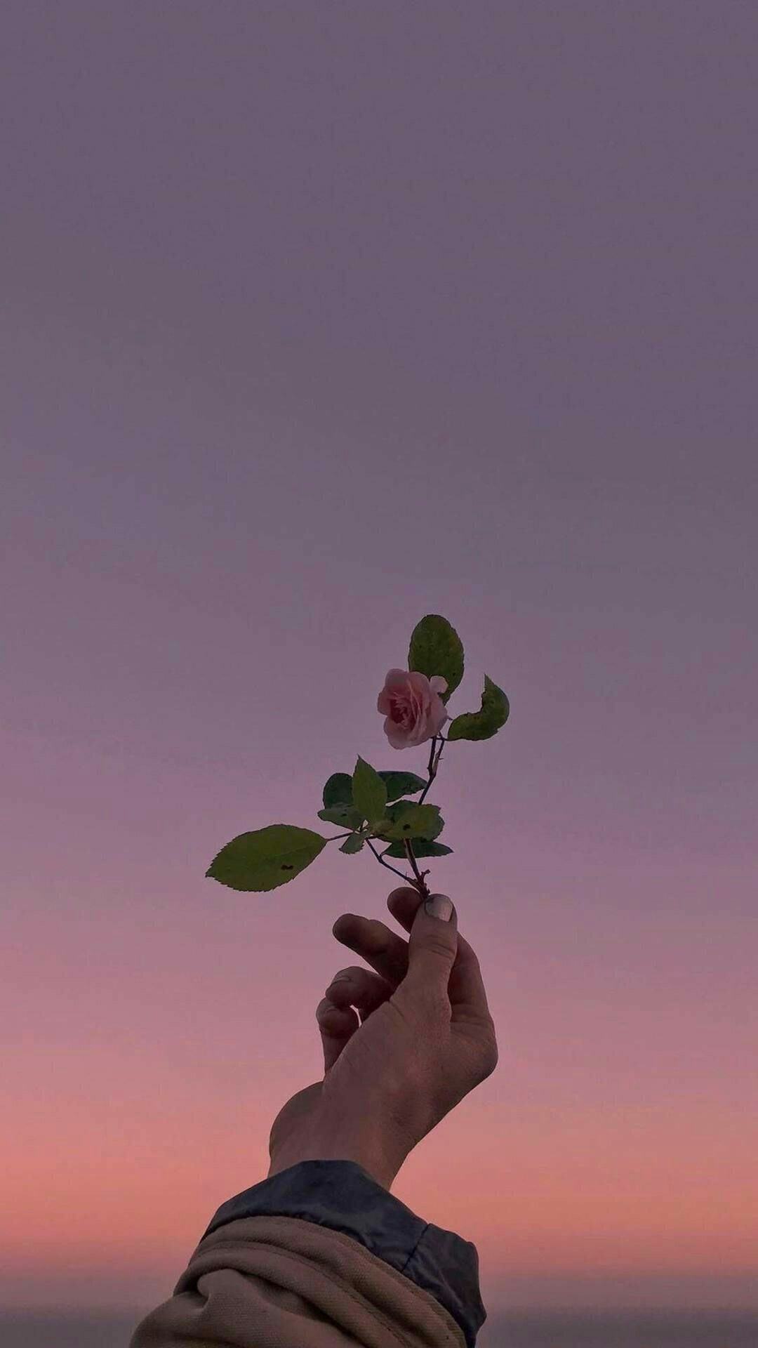 描写花的优美句子段落（赞美花的唯美句子）