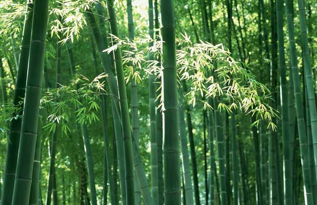 形容竹子的成语有哪些（磬竹难书的成语故事）