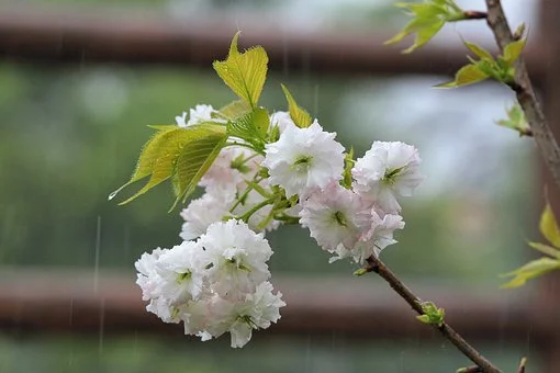 写夏雨的诗句古诗（描写夏天雨景的优美诗句）