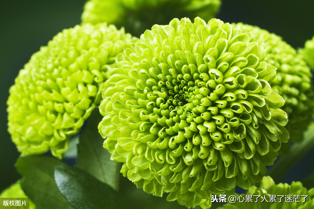 把感情看淡放下的句子说说（对一段感情释然的句子）