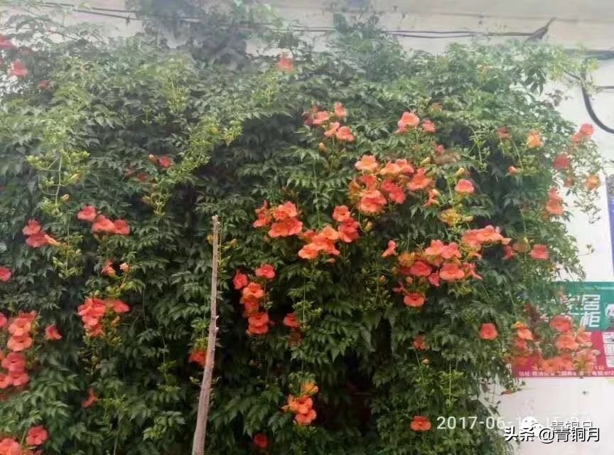 林清玄最有名的散文（林清玄美文经典分享）