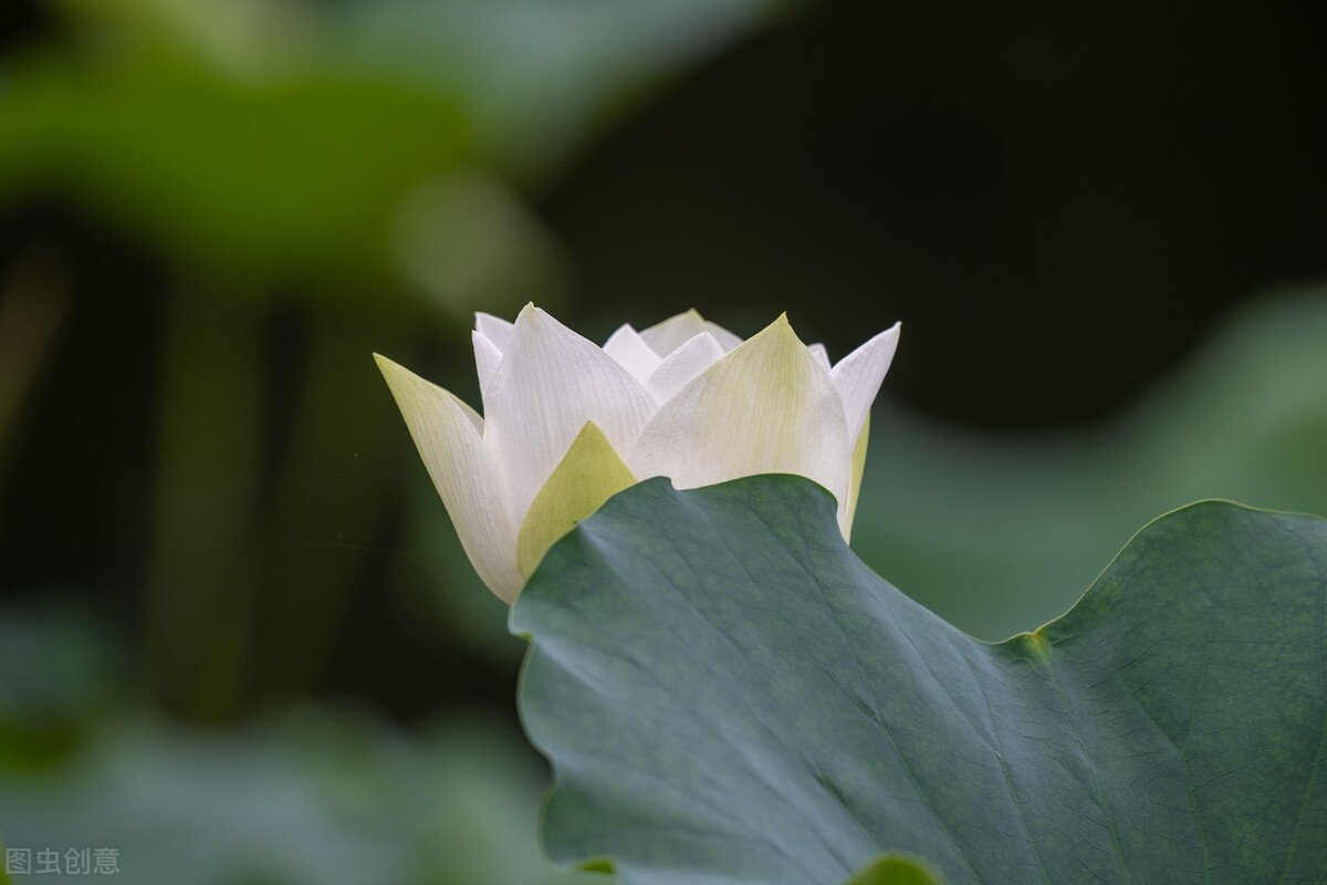 八月形容词成语（关于八月的古诗词与成语）