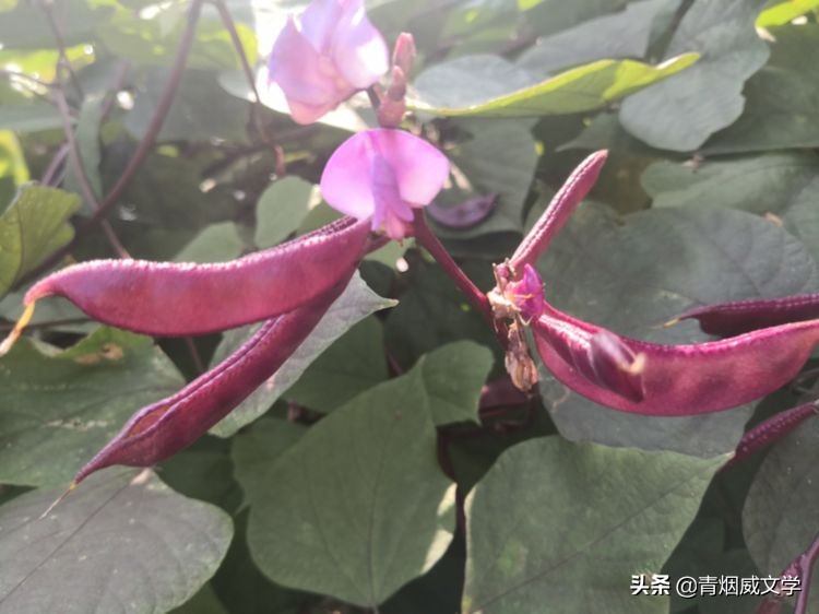 现代长诗十大经典长诗（经典长诗名篇）