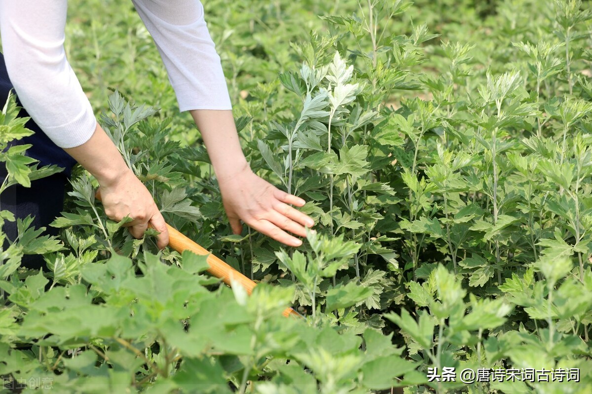 夏至的诗句古诗（关于夏至的古诗）