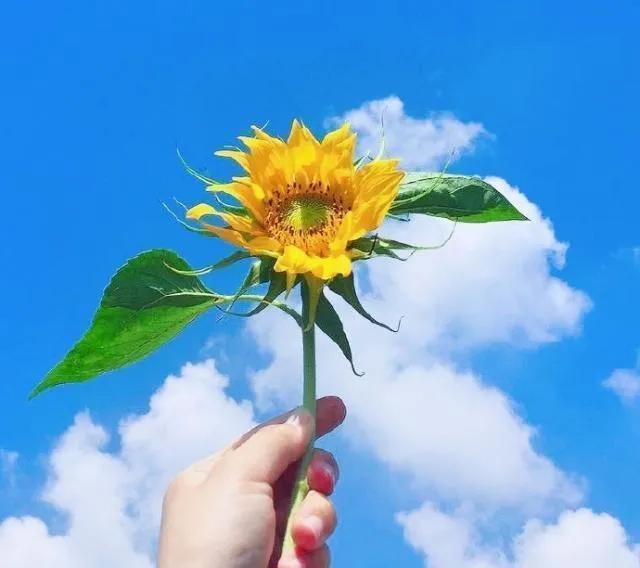 关于珍惜生命的句子摘抄（珍惜生命的感悟一段话）