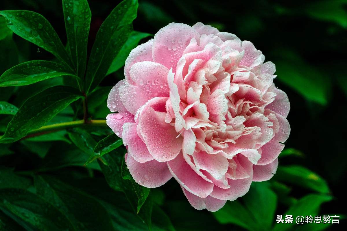生日诗词大全唯美句子（精选这42首祝福古诗）