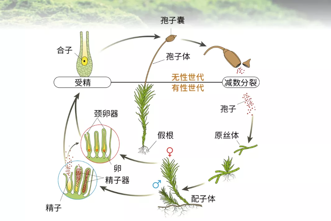 送元二使安西古诗原文（送元二使安西古诗解析）