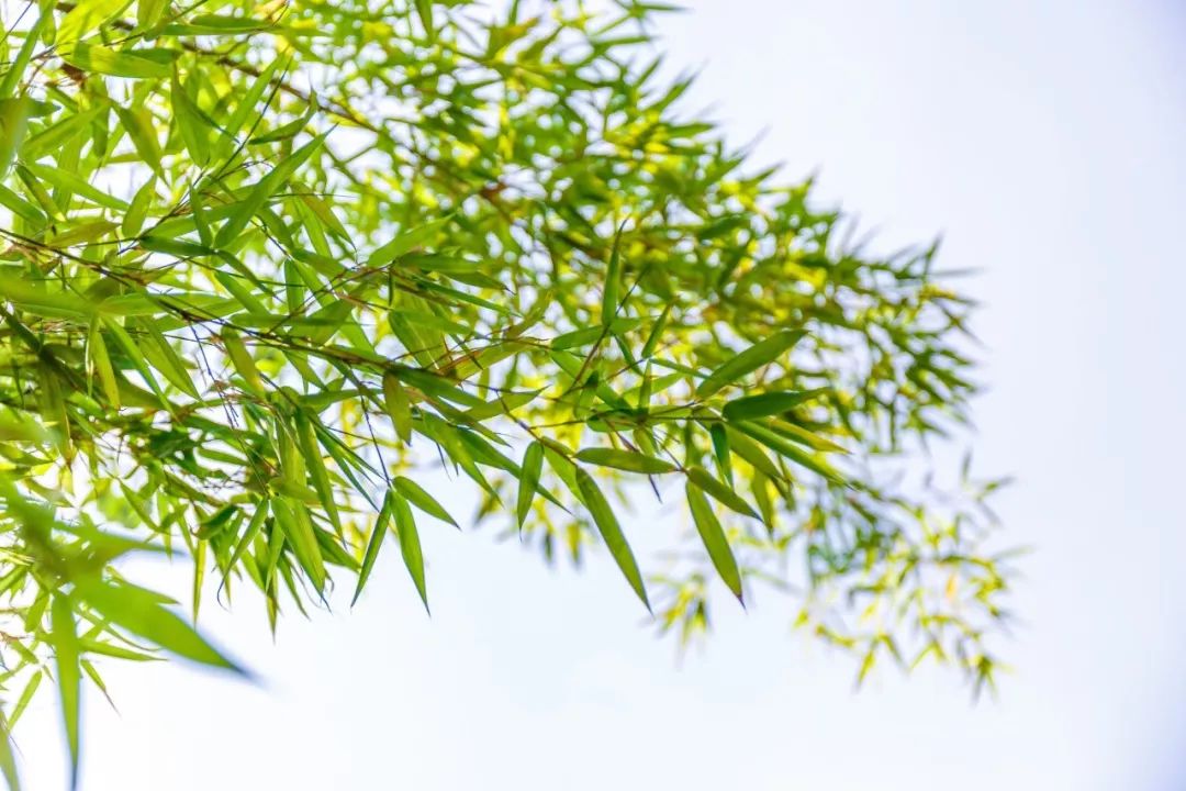 描写竹子的优美句子(赞美竹子的古诗词大全）