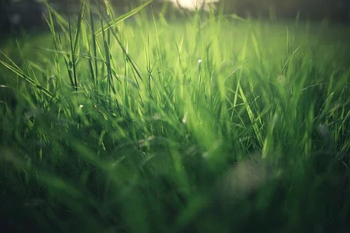 写夏雨的诗句古诗（描写夏天雨景的优美诗句）