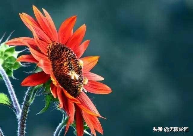 向日葵诗句赏析（形容向日葵的诗句及赏析）