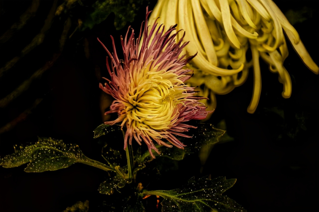 重阳诗词鉴赏（重阳节的现代七言诗）