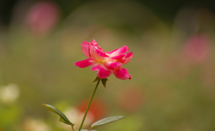 描写花的古诗有哪些（赞美花的古诗大全）
