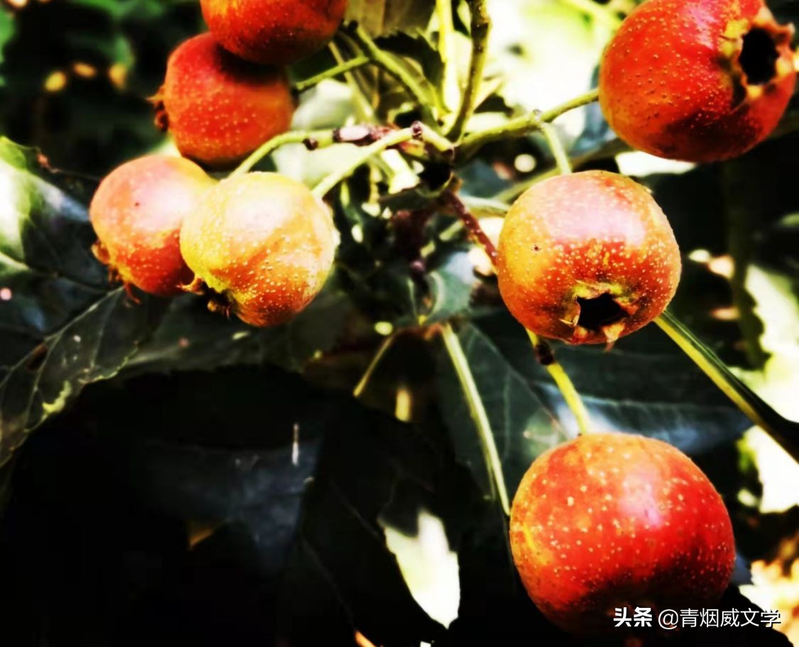 关于歌颂校园的诗歌（写一首赞美校园的诗歌）