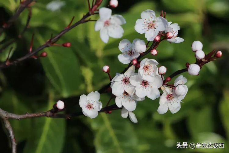 春天的诗句景色现代诗（春天的诗歌现代诗分享）