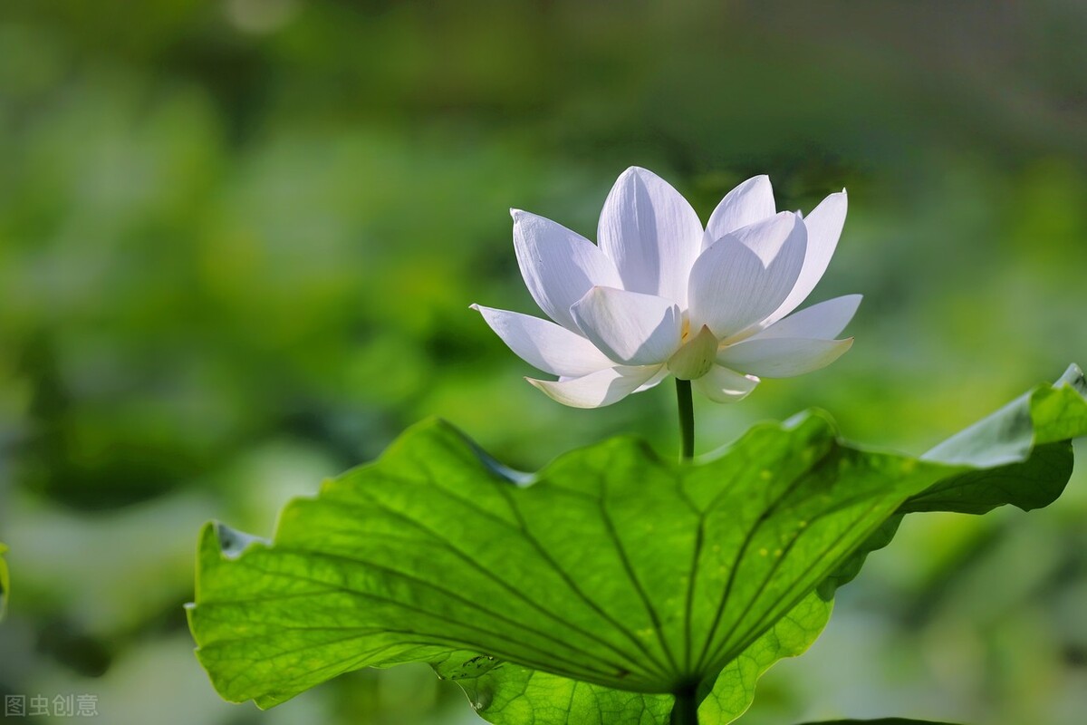 八月形容词成语（关于八月的古诗词与成语）