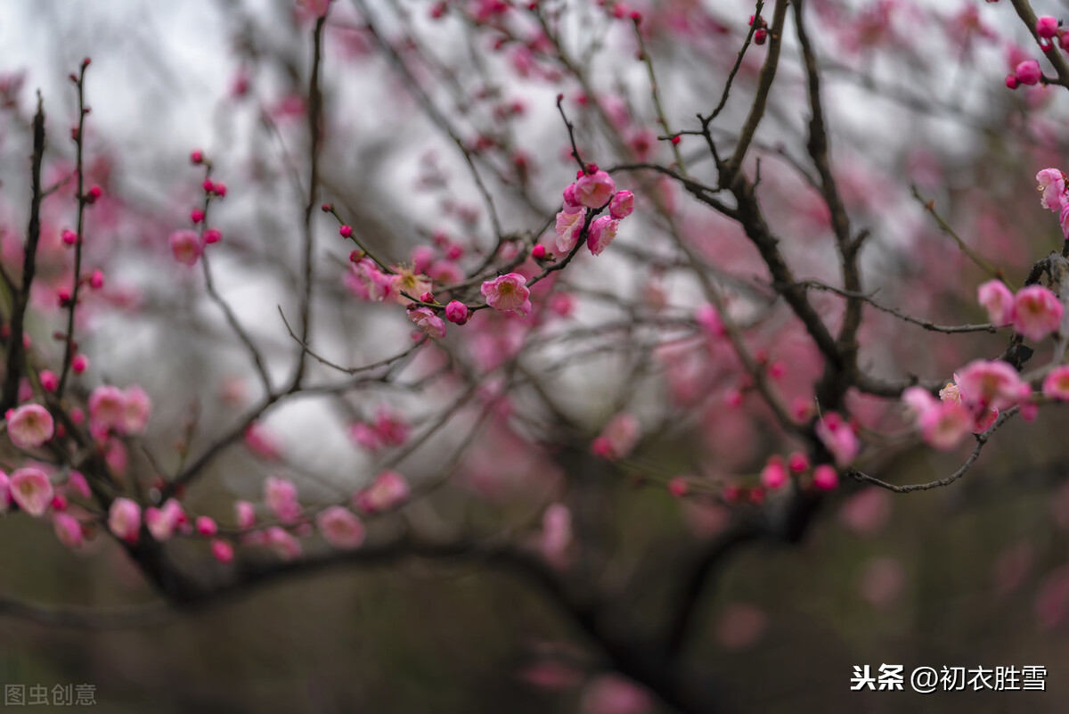 描写梅花的简短诗句大全（最好的梅花诗句6首）