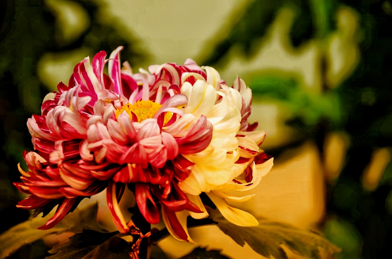 重阳诗词鉴赏（重阳节的现代七言诗）