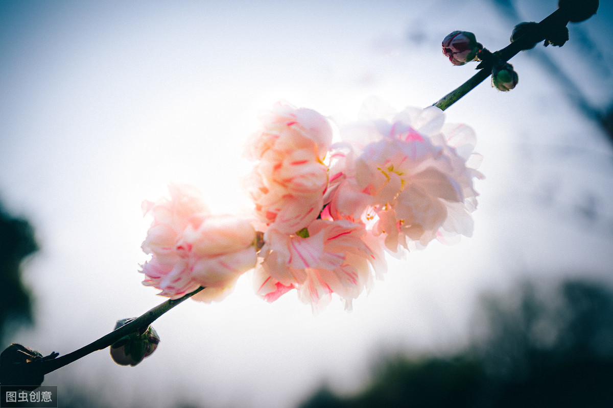 关于清明节的佳句（清明节简短文案）