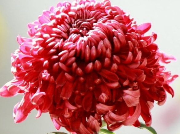 经典秋菊古诗五言（关于菊花的五言绝句）