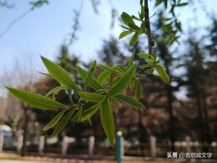 春天短诗歌现代诗（非常短的现代诗及赏析）
