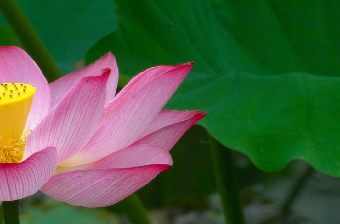 莲花的诗句古诗大全（赞美莲花的诗句古诗）