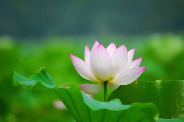 席慕蓉经典诗歌（席慕容的经典诗分享）