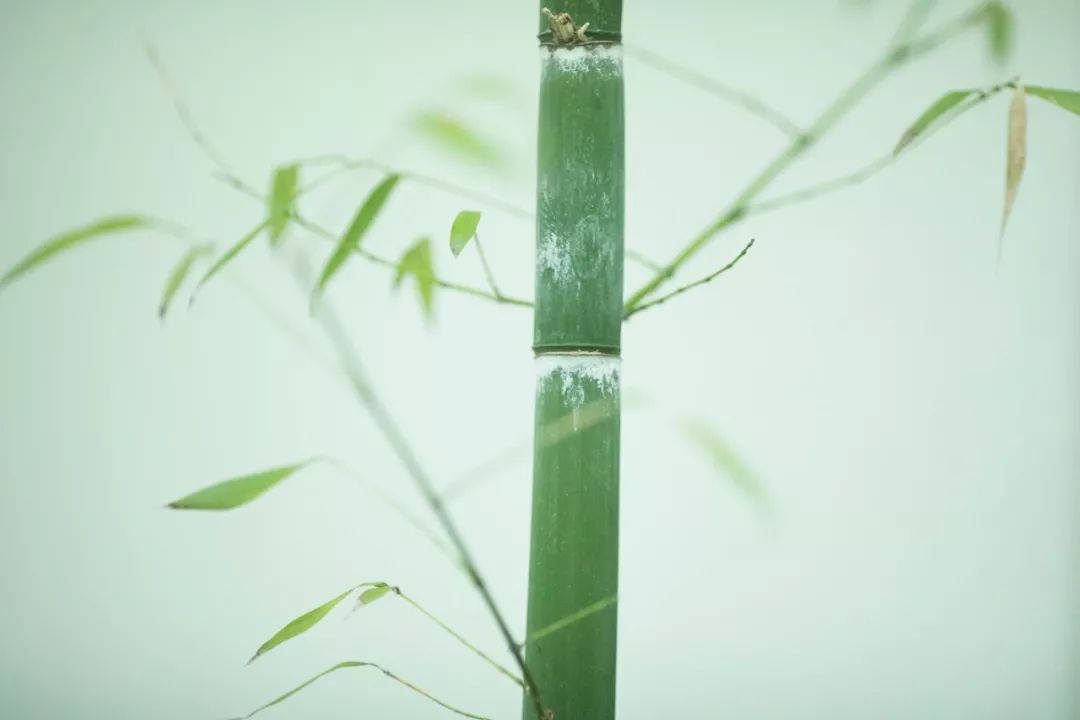 描写竹子的优美句子(赞美竹子的古诗词大全）