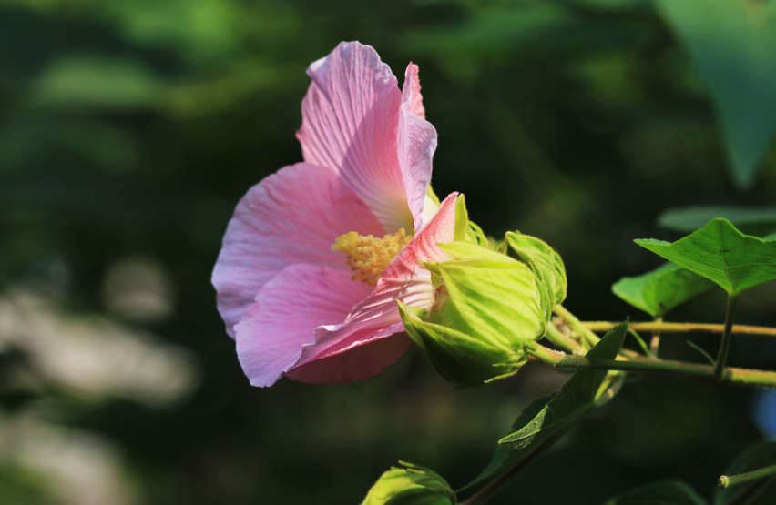 关于芙蓉的诗句古诗（芙蓉花最有名的诗句）