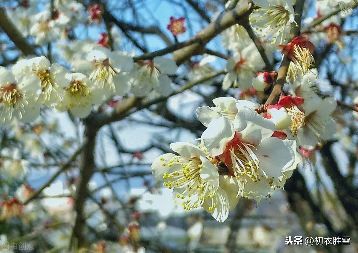 描写腊梅的优美句子有哪些（赞美黄腊梅的优美诗句）