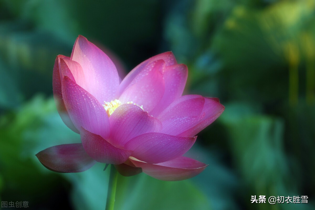 描写莲花的诗句（中国最美的荷花诗句）