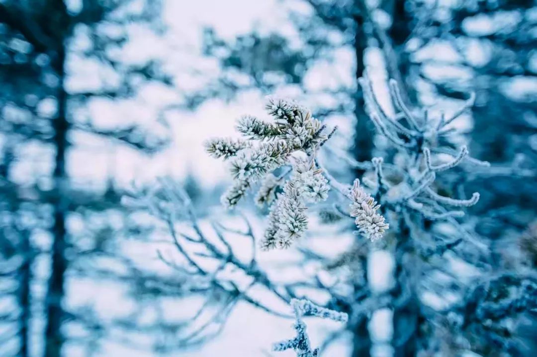 描写下雪的优美句子（下雪天最深情的诗句）