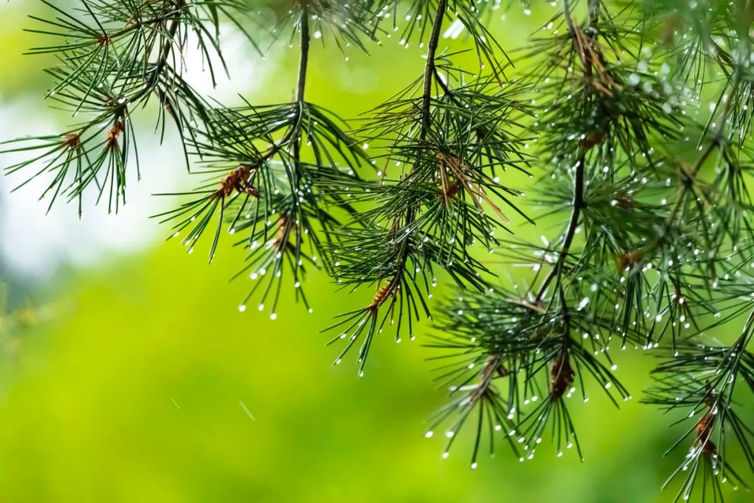 描写夏天的古诗（关于春夏秋冬的诗句）